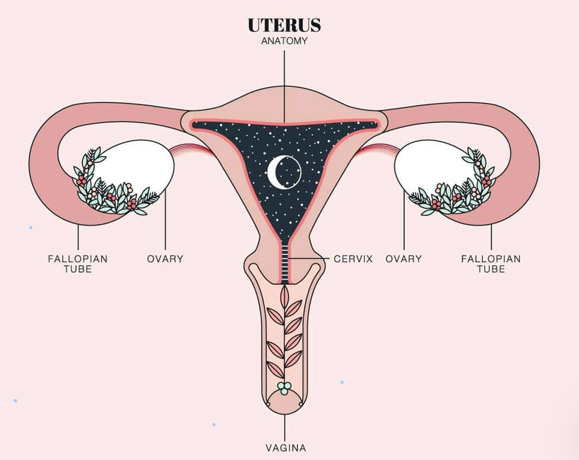 Understanding the Menstrual Cycle